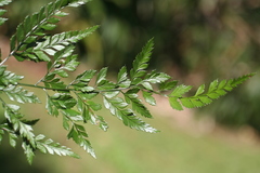 Parapolystichum munitum