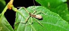 Epidaus sexspinus