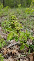 Rhus aromatica aromatica