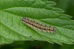 Aglais urticae