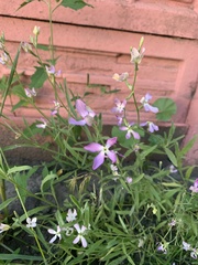 Matthiola longipetala
