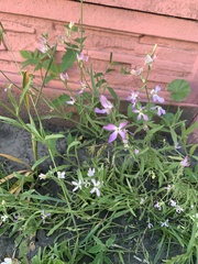 Matthiola longipetala