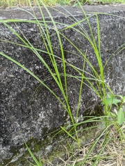 Bolboschoenus maritimus affinis