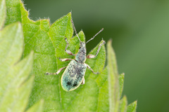 Phyllobius pomaceus