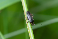 Capsus ater