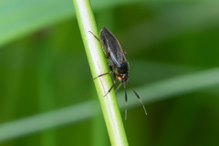 Capsus ater