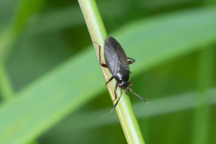 Capsus ater