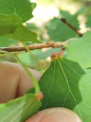 Eriophyes diversipunctatus