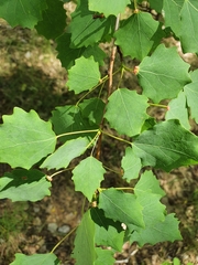 Eriophyes diversipunctatus
