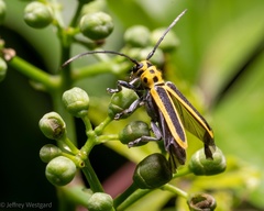 Saperda puncticollis