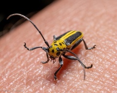 Saperda puncticollis