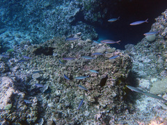 Pterocaesio trilineata