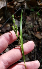 Carex virescens