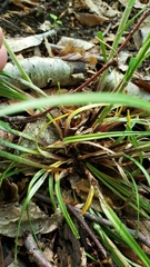 Carex virescens