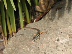 Psammodromus algirus