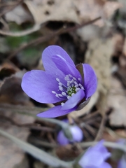 Hepatica nobilis