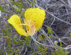 Calochortus weedii