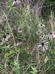 Echinacea sanguinea