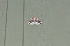 Eulithis xylina