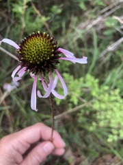 Echinacea sanguinea