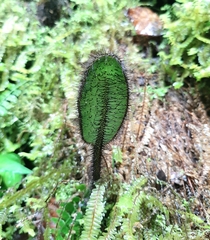 Elaphoglossum crinitum