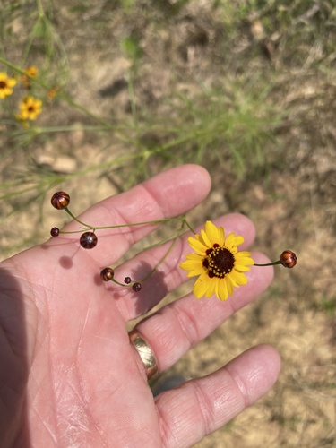 Coreopsis tinctoria