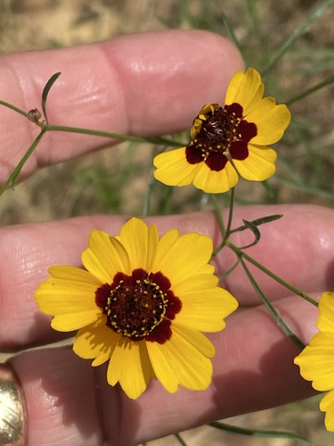 Coreopsis tinctoria