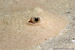 Trygonoptera testacea