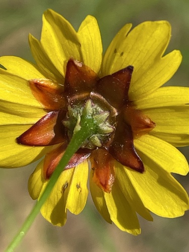 Coreopsis tinctoria