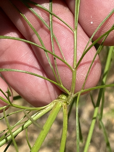Coreopsis tinctoria