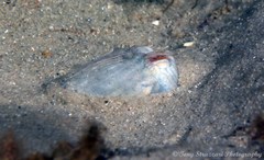 Sepioloidea lineolata