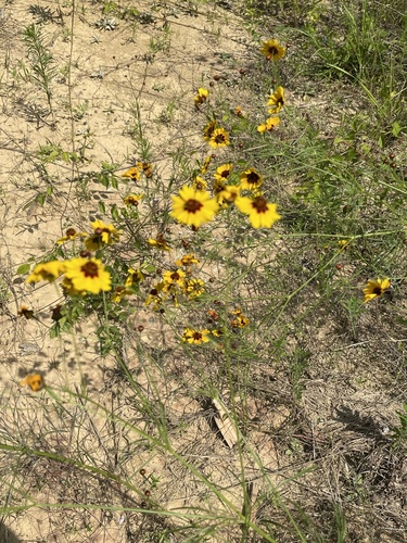 Coreopsis tinctoria