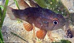 Vincentia novaehollandiae