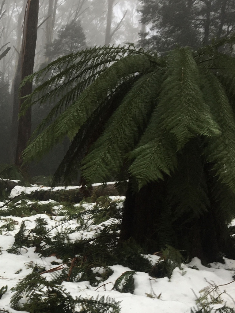 Dicksonia antarctica, Yarra Ranges National Park, Warburton, VIC, AU