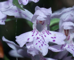 Dactylorhiza saccifera