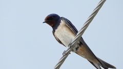 Hirundo rustica