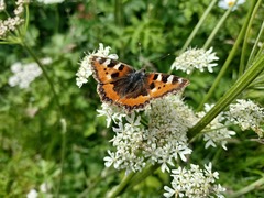 Aglais urticae