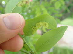 Agromyza soka