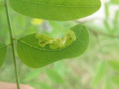 Agromyza soka