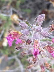 Teucrium divaricatum