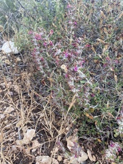 Teucrium divaricatum