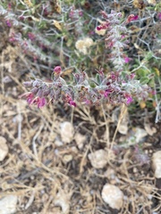 Teucrium divaricatum