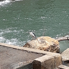 Nycticorax nycticorax