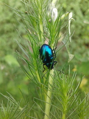Chrysochus chinensis