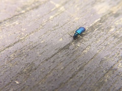 Pseudotheopea sauteri