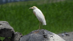 Bubulcus ibis