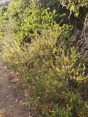 Salvia brandegeei