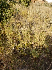 Salvia brandegeei