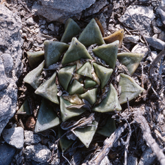 Ariocarpus retusus