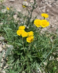 Tanacetum achilleifolium